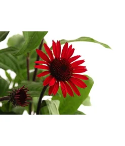 Sonnenhut -Pflanzen Promotion Geschäft 8012619 WE DE 001 RoterSonnenhutEchinaceaPurpureaT19