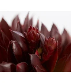 Hauswurz, 6er Schale 13 Hauswurz, 6er Schale -Pflanzen Promotion Geschäft 8013112 PR DE 001 SempervivumDehnerExpressZS