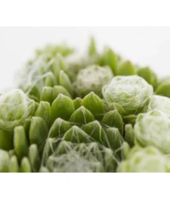 Hauswurz, 6er Schale 15 Hauswurz, 6er Schale -Pflanzen Promotion Geschäft 8013112 PR DE 002 SempervivumDehnerExpressZS