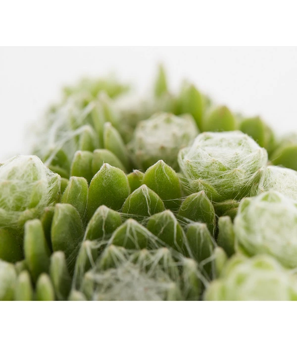 Hauswurz, 6er Schale 8 Hauswurz, 6er Schale – Bild 8