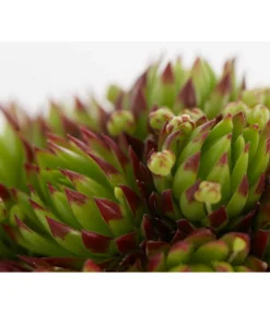 Hauswurz, 6er Schale 14 Hauswurz, 6er Schale -Pflanzen Promotion Geschäft 8013112 PR DE 003 SempervivumDehnerExpressZS