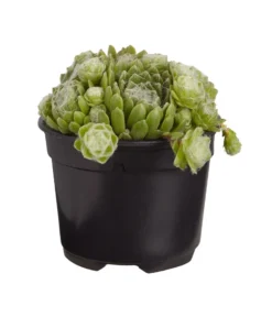 Hauswurz, 6er Schale 10 Hauswurz, 6er Schale -Pflanzen Promotion Geschäft 8013112 PR FS 002 SempervivumDehnerExpressZS