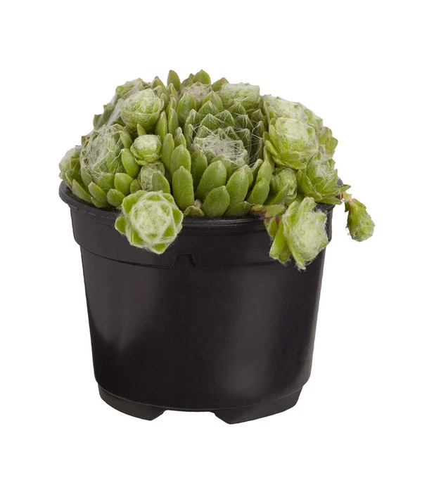 Hauswurz, 6er Schale 3 Hauswurz, 6er Schale – Bild 3