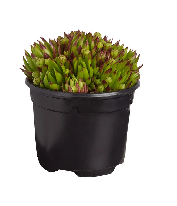 Hauswurz, 6er Schale 2 Hauswurz, 6er Schale – Bild 2