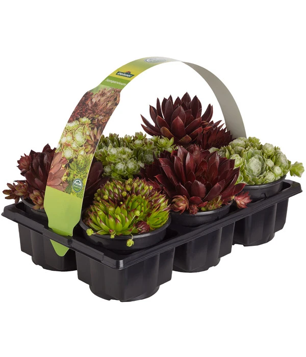 Hauswurz, 6er Schale 1 Hauswurz, 6er Schale