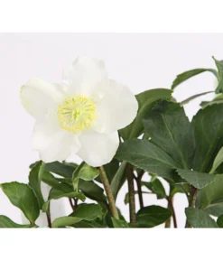 Christrose In Korb 5 Christrose In Korb -Pflanzen Promotion Geschäft 8014870 WE DE 004 HelleborusNigerT12ChristroseDehnerExpressHerzig