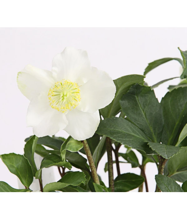 Christrose In Korb 3 Christrose In Korb – Bild 3