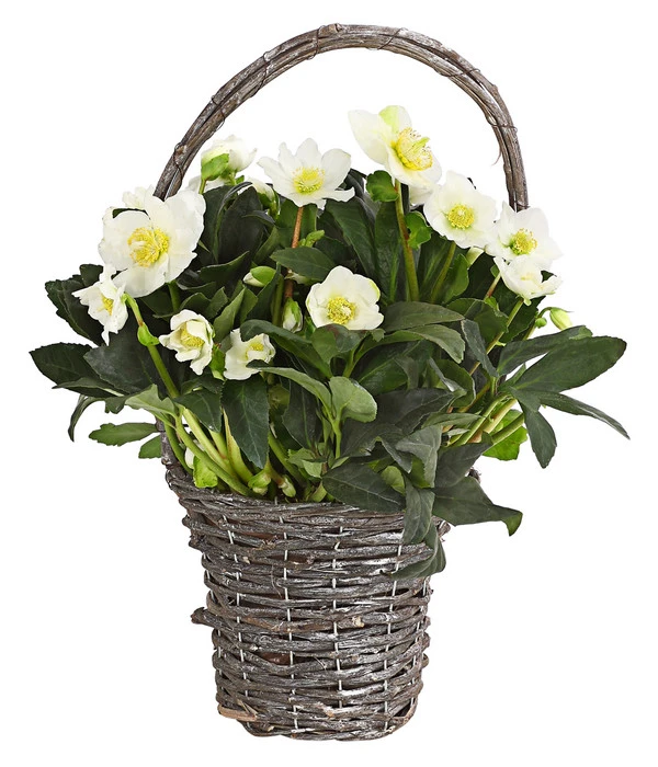Christrose In Korb 1 Christrose In Korb