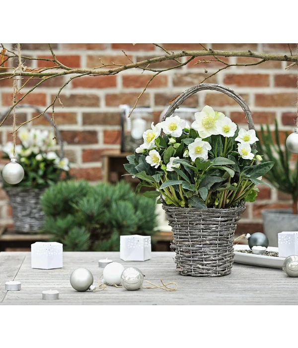 Christrose In Korb 2 Christrose In Korb – Bild 2