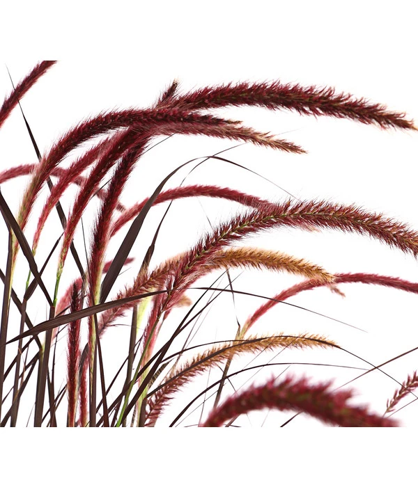 Lampenputzergras 'Chelsea' 2 Lampenputzergras 'Chelsea' – Bild 2