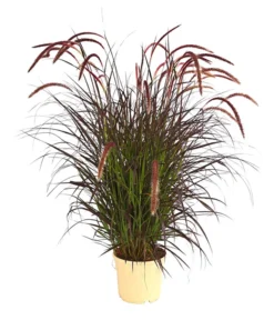 Lampenputzergras 'Chelsea'