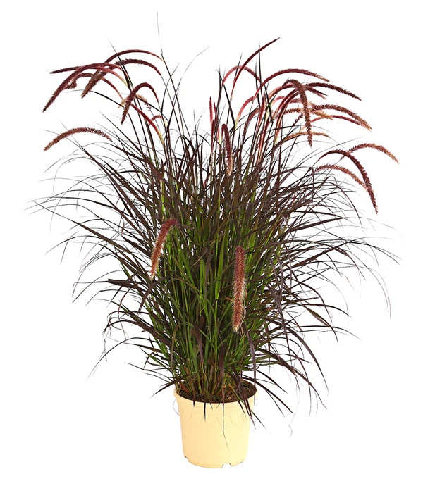 Lampenputzergras 'Chelsea' 1 Lampenputzergras 'Chelsea'