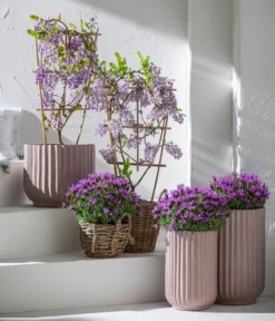 Schopf-Lavendel -Pflanzen Promotion Geschäft 8017014 7544026 WE MO 001 WisteriaBlauLavendel