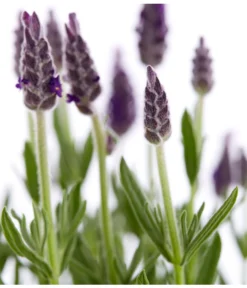 Schopf-Lavendel -Pflanzen Promotion Geschäft 8017014 WE DE 001 LavendelSchopflavendelLavandulaStoechasT13DehnerExpressZS