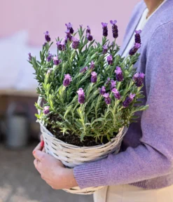 Schopf-Lavendel -Pflanzen Promotion Geschäft 8017014 WE MO 001 LavendelKorb