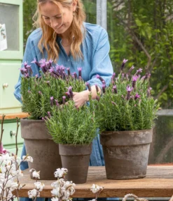 Schopf-Lavendel -Pflanzen Promotion Geschäft 8017014 WE MO 001 SchopfLavendelStoechas