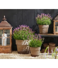 Schopf-Lavendel -Pflanzen Promotion Geschäft 8017014 WE MO 001 Schopflavendel