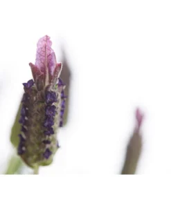 Schopf-Lavendel -Pflanzen Promotion Geschäft 8017089 PR DE 001 LavendelStoechasLavandulaStoechasT18DehnerExpressHerzig