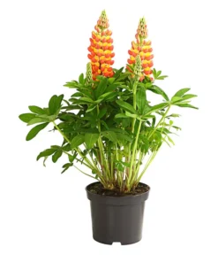 Lupine 'West Country', Verschiedene Farben -Pflanzen Promotion Geschäft 8018301 PR FS 001 LupinusPoliphyllusLupineWestcountryT19DehnerExpressHerzig