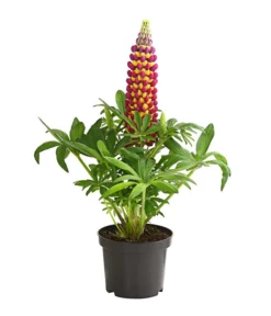 Lupine 'West Country', Verschiedene Farben -Pflanzen Promotion Geschäft 8018301 PR FS 002 LupinusPoliphyllusLupineWestcountryT19DehnerExpressHerzig