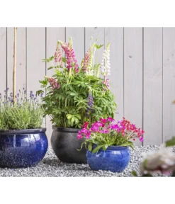 Lupine 'West Country', Verschiedene Farben -Pflanzen Promotion Geschäft 8018301 PR MO 01 LupineWestcountryT19 GC09 2020