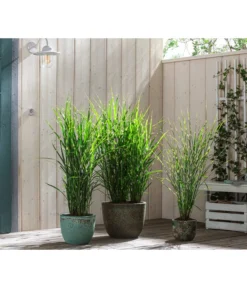 Stachelschweingras 'Strictus' 10 Stachelschweingras 'Strictus' -Pflanzen Promotion Geschäft 8020596 8006744 8019762 WE MO 001 MiscanthusStrictus BestOf Graeser 2022