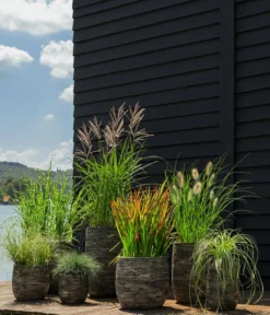 Segge, Verschiedene Sorten -Pflanzen Promotion Geschäft 8020596 8026767 WE MO 001 StachelschweingrasMiscanthusSinensisStrictusT19