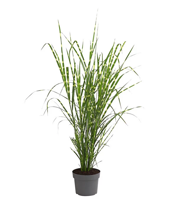 Stachelschweingras 'Strictus' 1 Stachelschweingras 'Strictus'