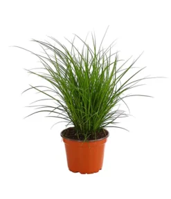 Segge, Verschiedene Sorten