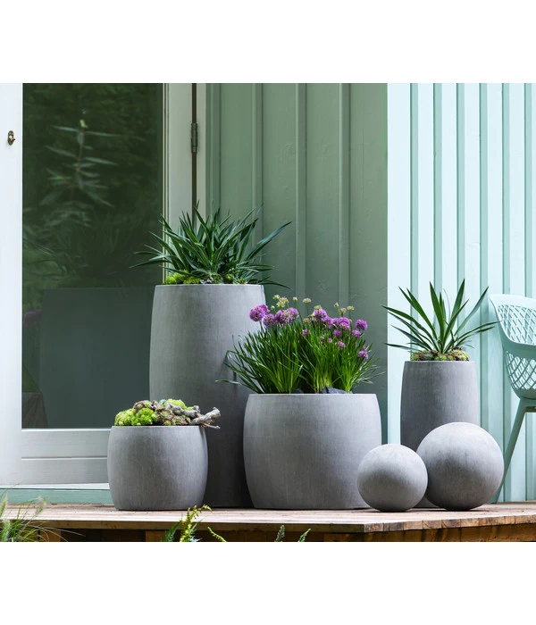 Kerzen-Palmlilie - Palmlilie 2 Kerzen-Palmlilie - Palmlilie – Bild 2