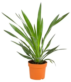 Kerzen-Palmlilie - Palmlilie