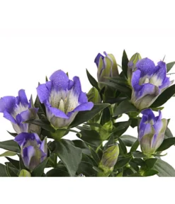 Herbstenzian 7 Herbstenzian -Pflanzen Promotion Geschäft 8034910 PR DE 001 GentianaEnzianBlauT10RetDehnerExpressHerzig