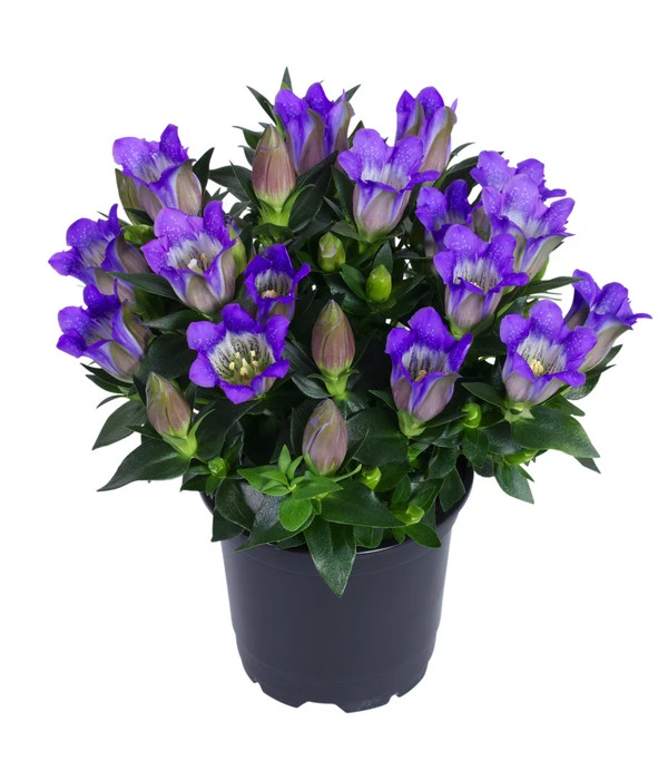 Herbstenzian 1 Herbstenzian