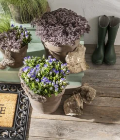 Herbstenzian 6 Herbstenzian -Pflanzen Promotion Geschäft 8034910 PR MO 001 GentianaEnzian2021GC15