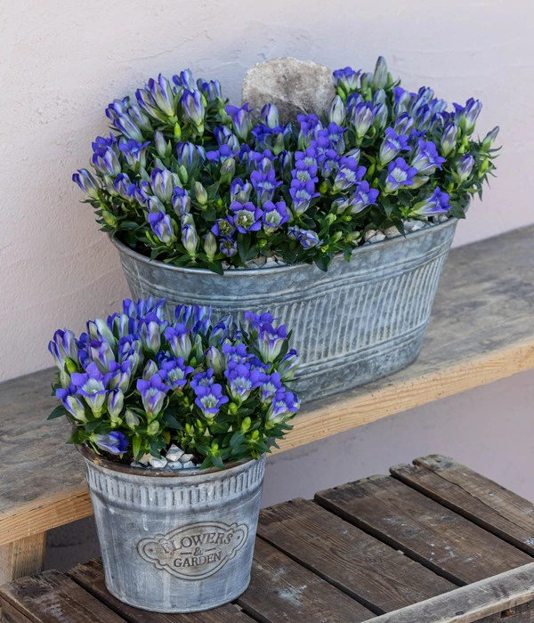 Herbstenzian 2 Herbstenzian – Bild 2