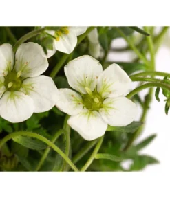 Moos-Steinbrech, Verschiedene Sorten -Pflanzen Promotion Geschäft 8036394 WE DE 001 SaxifragaInSortenSteinbrechT10