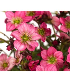 Moos-Steinbrech, Verschiedene Sorten -Pflanzen Promotion Geschäft 8036394 WE DE 002 SaxifragaInSortenSteinbrechT10