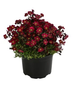 Moos-Steinbrech, Verschiedene Sorten -Pflanzen Promotion Geschäft 8036394 WE FS 003 SaxifragaInSortenSteinbrechT10