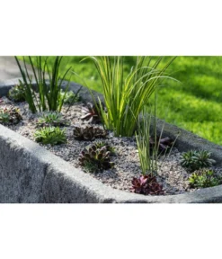 Dehner Kalmus 11 Dehner Kalmus -Pflanzen Promotion Geschäft 8036899 WE MO 002 SempervivumCarexHauswurzGrasLucknerMai2015