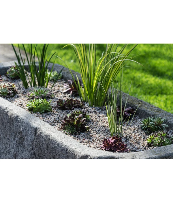 Dehner Kalmus 6 Dehner Kalmus – Bild 6