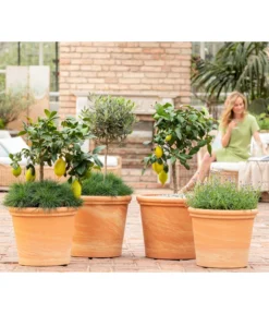 Blauschwingel 'Compact Blue' -Pflanzen Promotion Geschäft 8037780 7120942 8092108 3697612 WE MO 001 SpaetsommerTerrasseCitrusOliveLavandulaFestuca