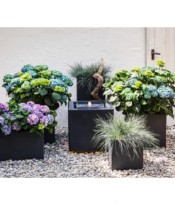 Blauschwingel 'Compact Blue' -Pflanzen Promotion Geschäft 8037780 7222805 WE MO 001 BauerhortensieHydragenaMacrophylla