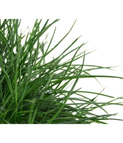 Blauschwingel 'Compact Blue' -Pflanzen Promotion Geschäft 8037780 WE DE 001 FestucaGlaucaIntenseBlueT11Blauschwingel