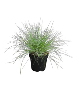 Blauschwingel 'Compact Blue'