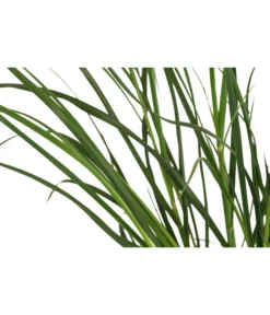 Pampasgras 'Sunningdale Silver' 5 Pampasgras 'Sunningdale Silver' -Pflanzen Promotion Geschäft 8042525 WE DE 001 CortaderiaSelloanaSunningdaleSilverPampasgrasT19