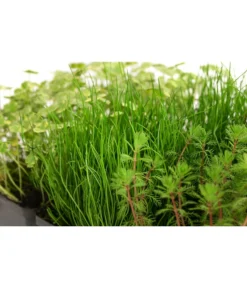 Wasserpflanzen-Set Sauerstoff, Verschiedene Sorten, 6er-Schale 5 Wasserpflanzen-Set Sauerstoff, Verschiedene Sorten, 6er-Schale -Pflanzen Promotion Geschäft 8048225 WE DE 001 WasserpflanzenSauerstoffSet6er