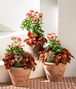 Moos-Steinbrech, Verschiedene Sorten -Pflanzen Promotion Geschäft 8048357 8036394 WE MO 001 RanunculusRococoT19SaxifragaT10 5