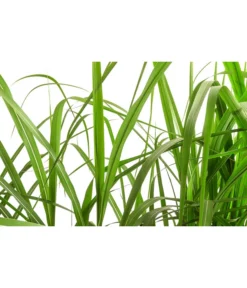 Chinaschilf 'Malepartus' In Pflanztasche, Ca. B100 Cm -Pflanzen Promotion Geschäft 8050239 WE DE 001 BigBagSichtschutzGraeserChinaschilfGingantheus