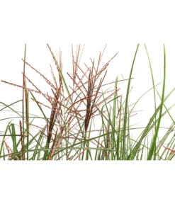 Chinaschilf 'Ferner Osten' In Pflanztasche, Ca. B100 Cm -Pflanzen Promotion Geschäft 8050270 WE DE 001 BigBagSichtschutzChinaschilfKleineSilberspinne