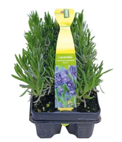 Bestseller -Pflanzen Promotion Geschäft 8072605 PR FS 001 Lavandula6erPackAllgreen